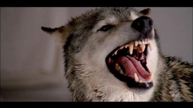 Grinderman II Trailer by John Hillcoat